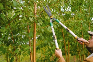 Avoid These Tree Pruning Mistakes to Ensure Your Trees Thrive